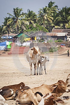 Anjuna Beach famous tourist destination, Goa, India