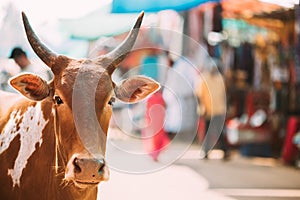 Anjuna, Goa, India. Cow Close Up Portrait At Anjuna Market Street