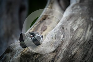 Ankarana Sportive Lemur