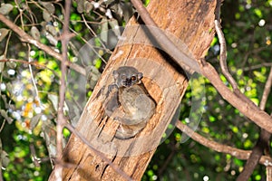 Ankarana Sportive lemur Lepilemur ankaranensis sitting in a tree, Ankarana Special Reserve, Madagascar