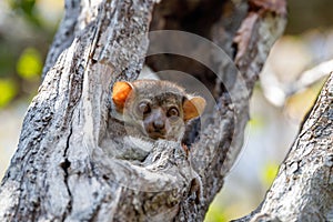 Ankarana sportive lemur, Madagascar