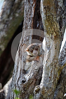 Ankarana sportive lemur, Madagascar