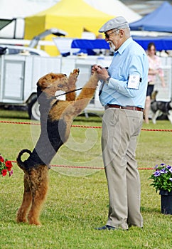 ANKC Pro show dog handler exhibitor having fun with his Airedale Terrier in show ring photo