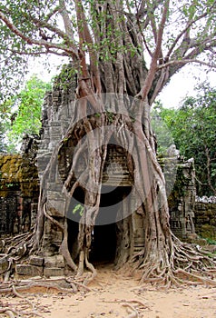 Ankgor Wat big tree with huge root