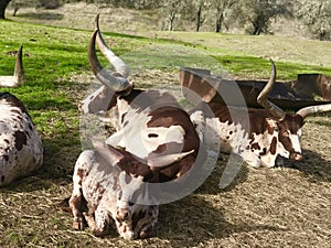 Ankhole-Watusi African Cattle herd