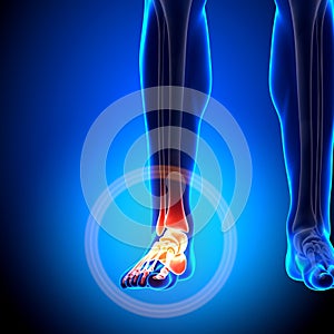 Ankle - Anatomy Bones