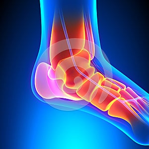 Ankle Bones Anatomy - Pain concept