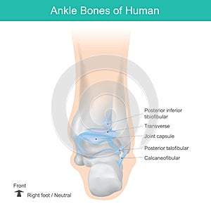 Ankle Bones of Human, Correct position ankle bones of human.
