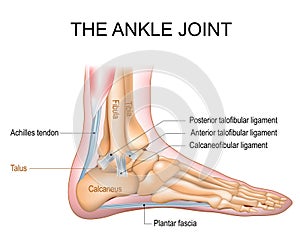 The ankle joint anatomy