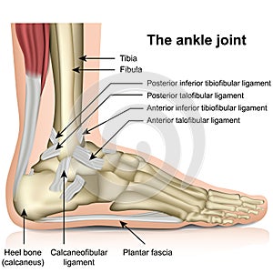 The ankle joint, tendons of the ankle joint foot anatomy vector illustration photo