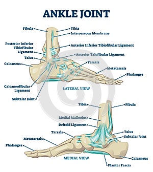 Ankle joint vector illustration. Labeled educational leg structure scheme.