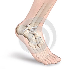 Ankle ligaments, 3D illustration