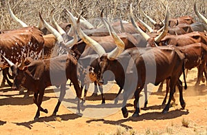 Ganado animales de granja rebano 