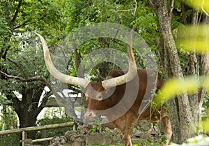 Ankole Cattle. Endemic to west Africa, these mammals have very long horns. 