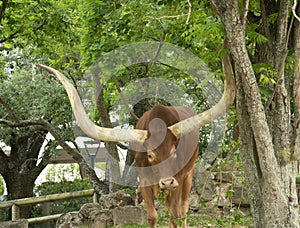 Ankole Cattle. Endemic to west Africa, these mammals have very long horns. 