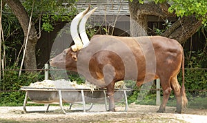 Ankole Cattle. Endemic to west Africa, these mammals have very long horns. 