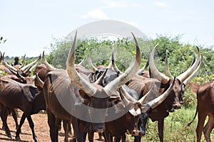 The Ankole cattle group with long horn