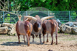 The ankole cattle latin name Bos primigenius f. taurus watusi animal