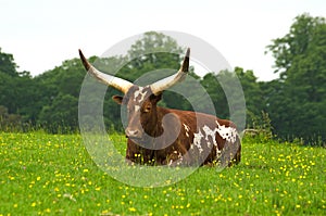 Ankole cow