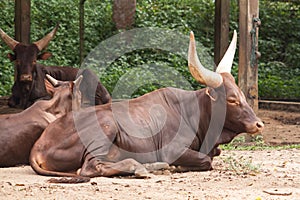 Ankole Cow