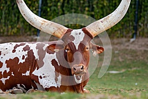Ankole Longhorn Cattle/ankole Cow With Huge Horns.