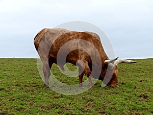 Ankole or Sanga Cattle at Longleat safari park, England