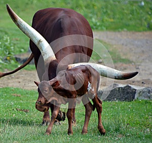 Ankole-Watusi