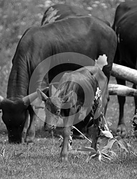 Ankole-Watusi