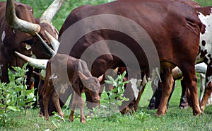 Ankole-Watusi