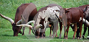 Ankole-Watusi