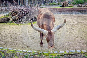 Ankole Watusi