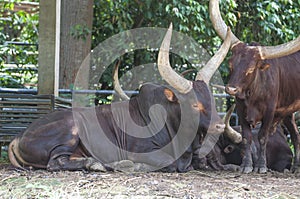 The Ankole Watusi