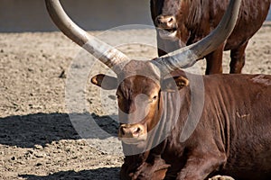 Ankole-Watusi