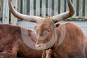 Ankole Watusi