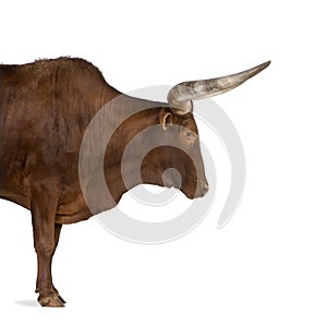 Ankole-Watusi