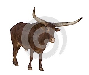 Ankole-Watusi