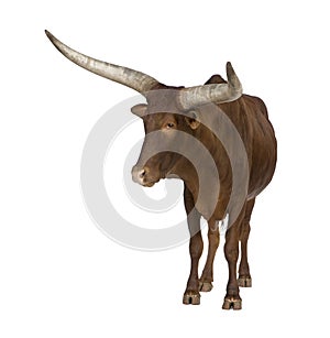 Ankole-Watusi