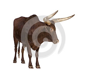 Ankole-Watusi