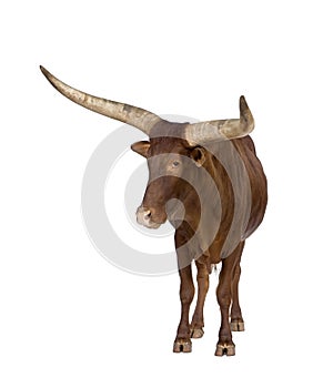 Ankole-Watusi