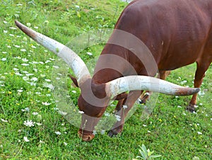 The Ankole-Watusi