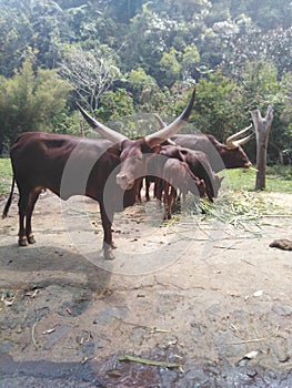 Ankole Watusi African Animal at Taman Safari Bogor