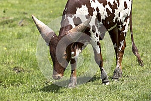 Ankole-Watusi baby cattle