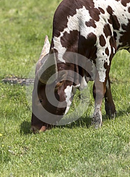 The Ankole-Watusi baby cattle