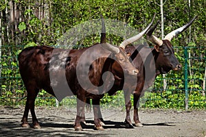 Ankole-Watusi (Bos taurus watusi). photo