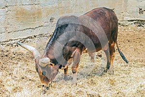 Ankole-Watusi Breed Feasting on Lush Grass