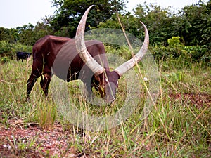 Ankole Watusi bull is grazing