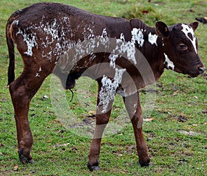 Ankole-Watusi calf