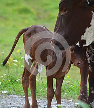 The Ankole-Watusi calf and mother