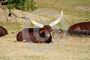 Ankole Watusi Cattle photo
