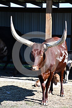 Ankole Watusi Cattle